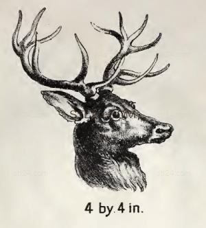 ANIMAL_0219